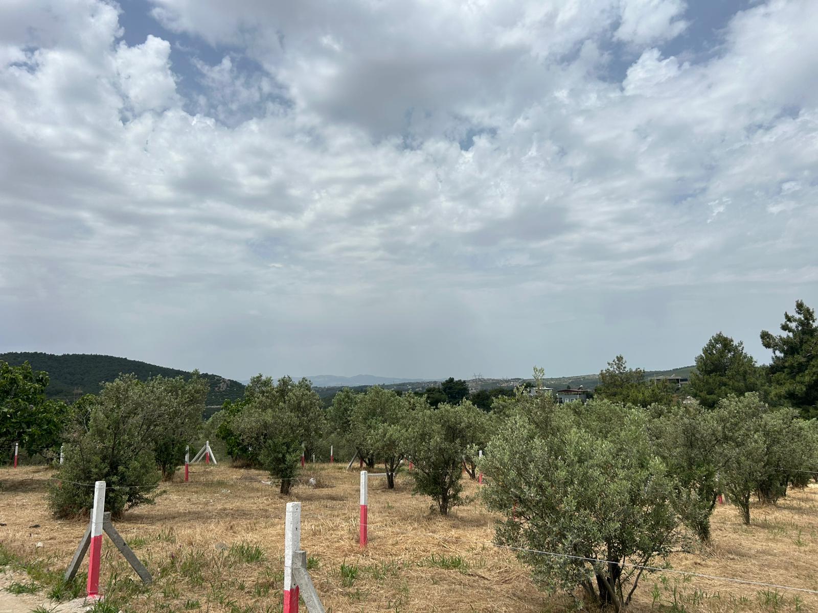 Gülümseyen 35 yaşında erkek portresi, kısa kahverengi saçlı, açık tenli